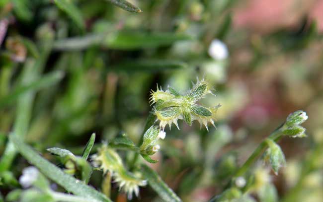 Pectocarya recurvata, Curvenut Combseed, Southwest Desert Flora